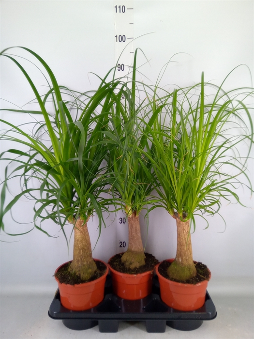 <h4>Beaucarnea recurvata</h4>