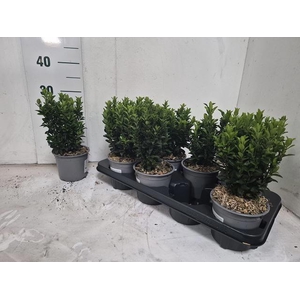 EUONYMUS JA GR SPIRE