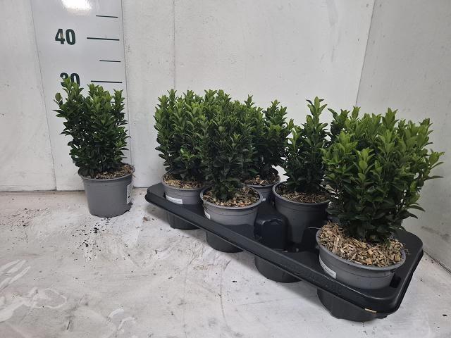 <h4>EUONYMUS JA GR SPIRE</h4>