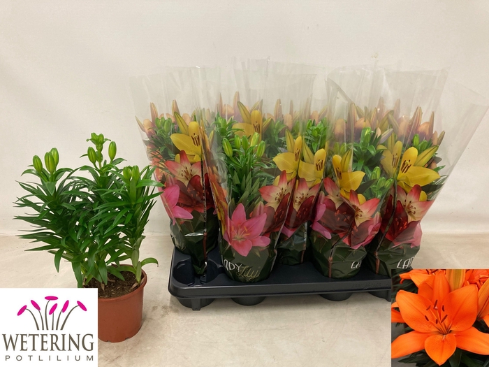 <h4>LIL AS TINY HEROES</h4>