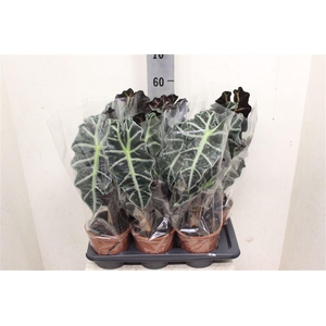 Alocasia 'Polly'