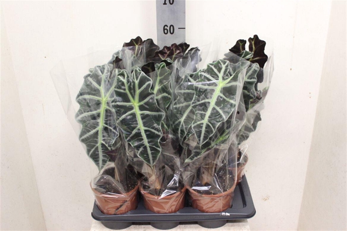 <h4>Alocasia 'Polly'</h4>