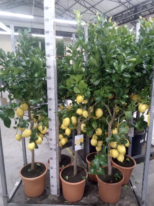 <h4>Citrus   ...</h4>