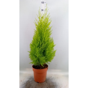 Cupressus macro. 'Goldcrest Wilma'