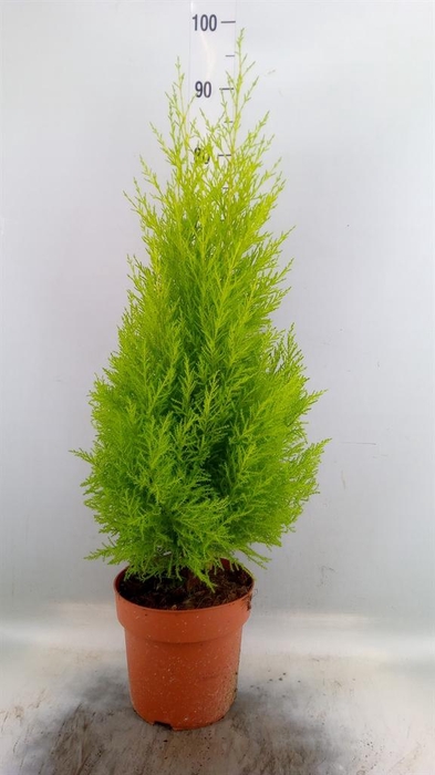 <h4>Cupressus macro. 'Goldcrest Wilma'</h4>