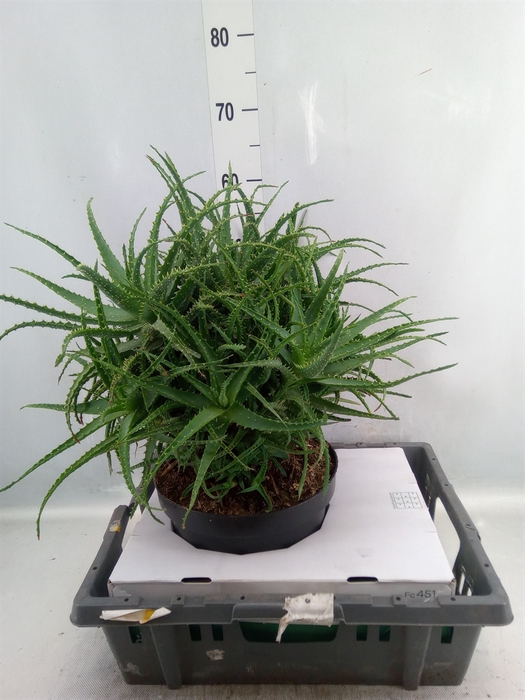 <h4>Aloe arborescens</h4>