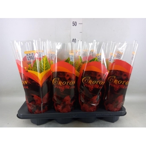 Codiaeum var. GR 'Petra'