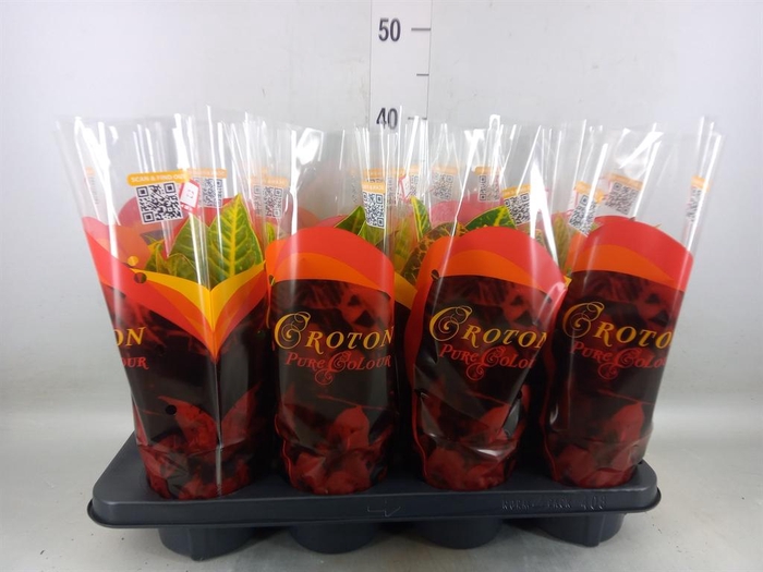 <h4>Codiaeum var. GR 'Petra'</h4>