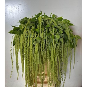AMAR CA GREEN CORD