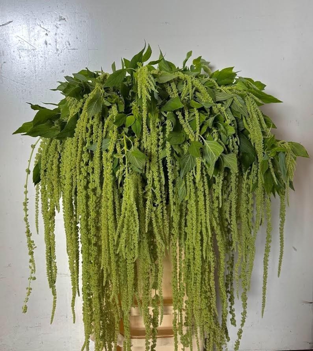 <h4>AMAR CA GREEN CORD</h4>