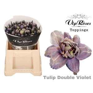 Vip Tu Du Double Violet