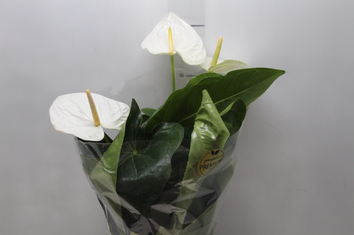 <h4>ANTHURIUM ALASKA P17 PREMIUM</h4>