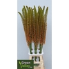 Eremurus Emmy Ro