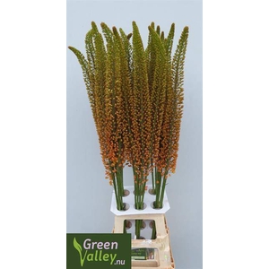 Eremurus Emmy Rodenburg Green Valley