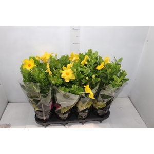 DIPLADENIA GOLDEN P14 PREMIUM