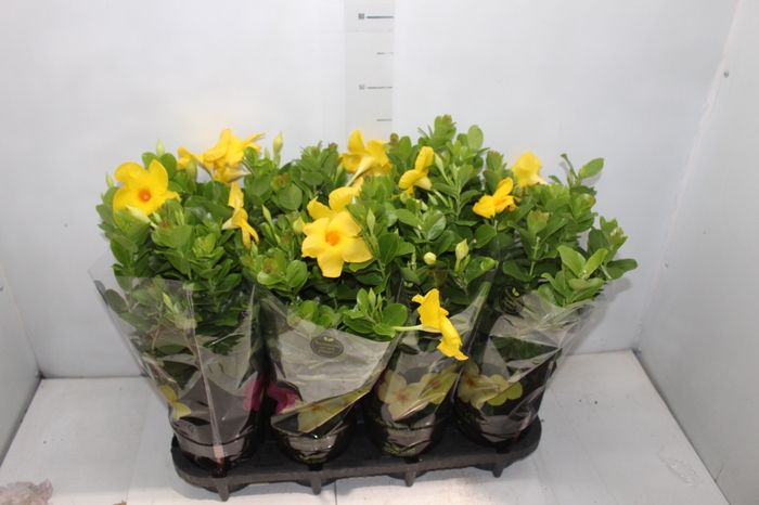 <h4>DIPLADENIA GOLDEN P14 PREMIUM</h4>