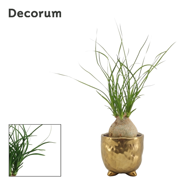 <h4>Beaucarnea bol 6 cm in Sigma (Deco-collection)</h4>