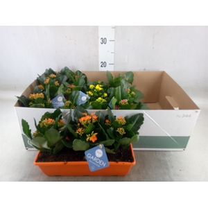 Kalanchoe blos.   ..EN mix