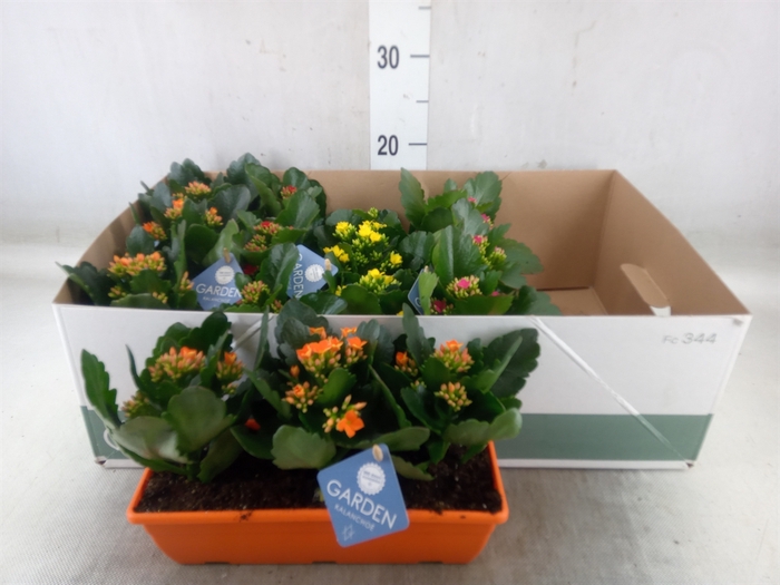 <h4>Kalanchoe blos.   ..EN mix</h4>