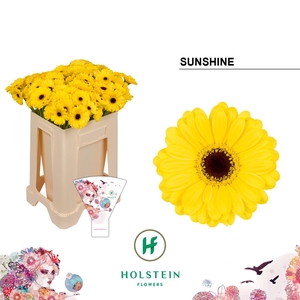 Germini Sunshine Water/Hoes x80