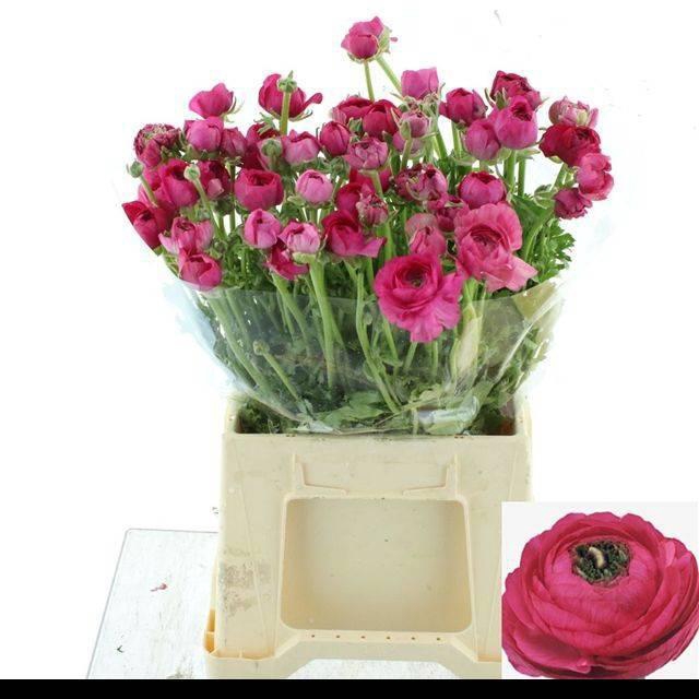 <h4>RAN EL HOT PINK</h4>