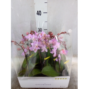 Phalaenopsis multi.   ...rose
