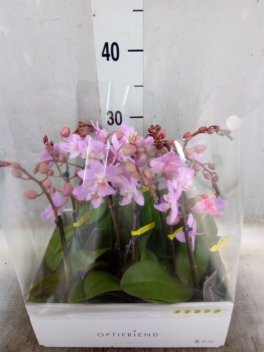 <h4>Phalaenopsis multi.   ...rose</h4>