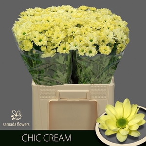 CHR T CHIC CREAM