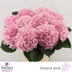 HYDR M CH VERENA