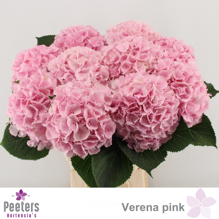 <h4>HYDR M CH VERENA</h4>