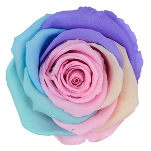 PRESERVED ROSA XL RAINBOW PIN 04