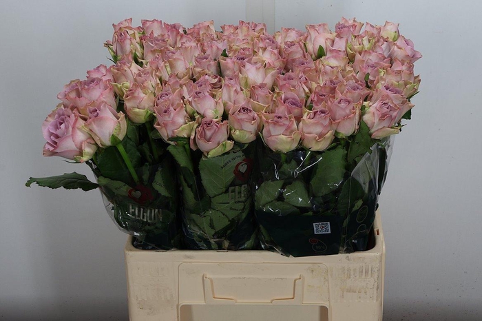 <h4>R Gr Memory Lane</h4>