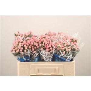 Hyp Coco Casino Pink