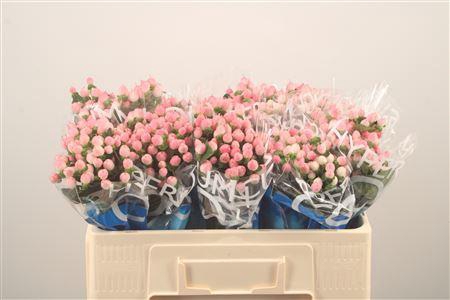 <h4>Hyp Coco Casino Pink</h4>