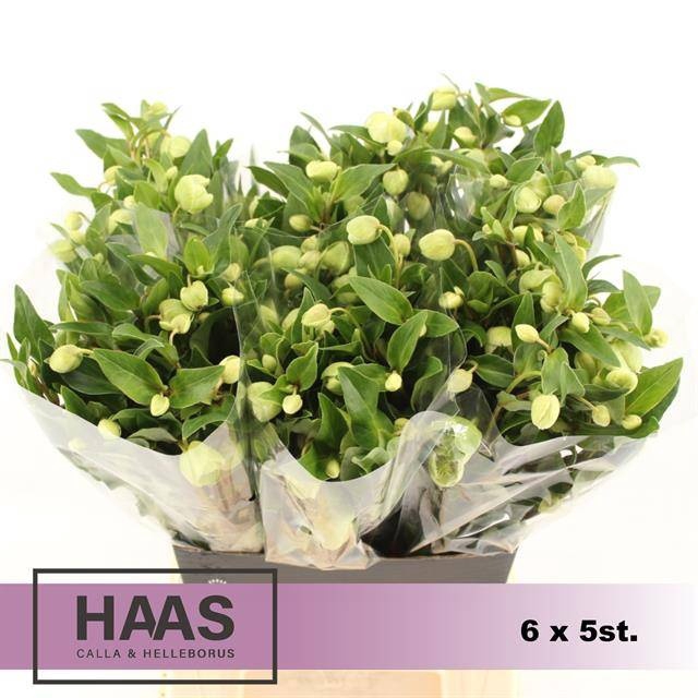 <h4>Helleborus Magnific Bells Haas Calla</h4>
