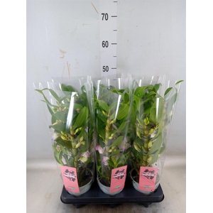 Skimmia jap. 'OBerries White'