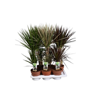 Dracaena 30-15 mixtray (3-soort)