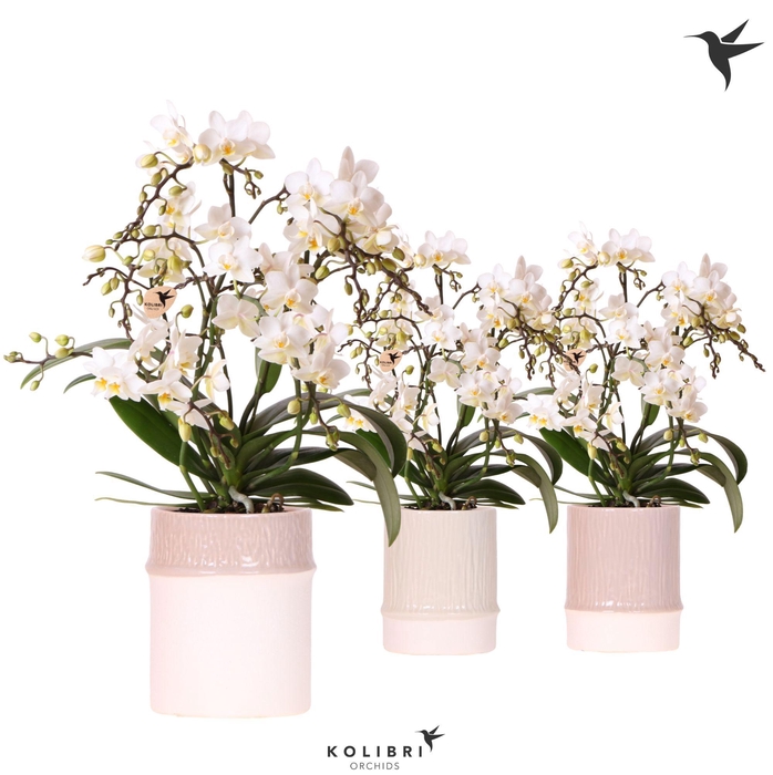 <h4>Kolibri Orchids Phalaenopsis Botanic 4 spike in Bamboo pot mix</h4>