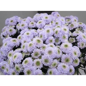 Chr San Ferry Sweet Milka