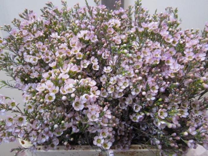 <h4>Chame Tal Milka</h4>