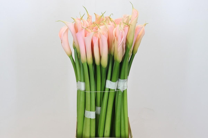 Zantedeschia Eydolls Salmon