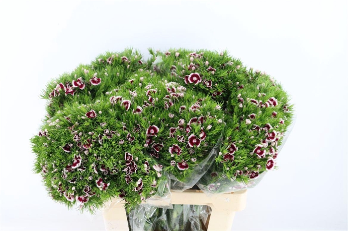 <h4>Di Barb Breanthus Roi Bicolor Red White</h4>