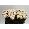 Paeonia Odile