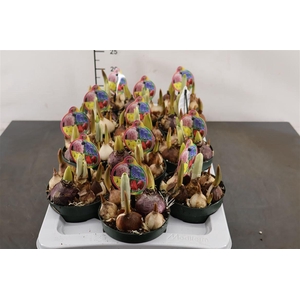 ! Cocktails Disco Bolbloemen 12 Cm. Pot