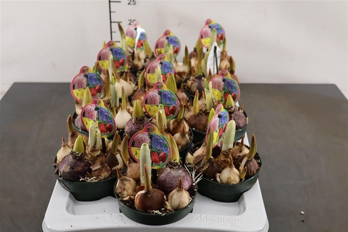 <h4>! Cocktails Disco Bolbloemen 12 Cm. Pot</h4>