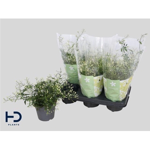 Jasminum polyanthum (wit)