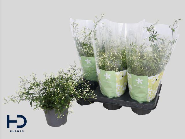 <h4>Jasminum polyanthum (wit)</h4>