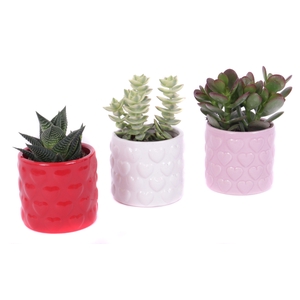 Succulent 5,5 cm in 3 kleuren keramieke pot met hartjes