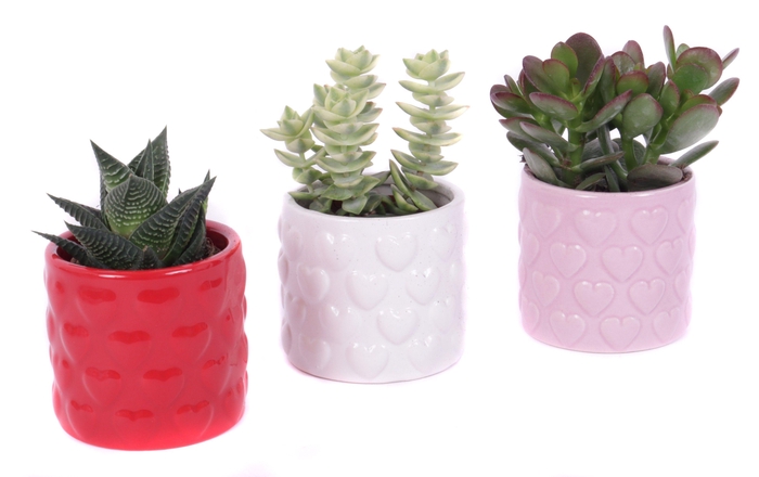 <h4>Succulent 5,5 cm in 3 kleuren keramieke pot met hartjes</h4>