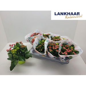 KAL EN GEM IN POT